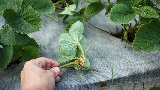 Как посадить усы клубники на грядке со спанбондом