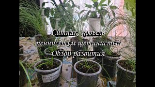 Джункус (Ситник), Ковыль, Пеннисетум Щетинистый - выращивание. Злаки и декоративные травы из семян.