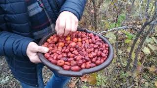 Зизифус  без колючек   не высокий  и урожайный  - мечта садоводов
