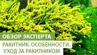 Ракитник. Особенности ракитника. Уход за ракитником.