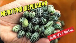 МЕЛОТРИЯ ШЕРШАВАЯ АФРИКАНСКИЙ ОГУРЕЦ/СОБИРАЕМ УРОЖАЙ.