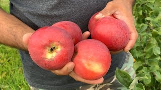 Яблоня сорт Штрифель красный. Также Штрейфлинг, Осеннее полосатое (в госреестре сортов Беларуси).