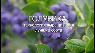 Вебинар "Голубика"
