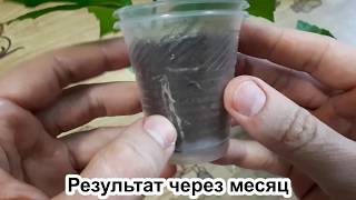 Как укоренить гибискус: ПЯТЬ правил. ТРИ способа + конечный результат.