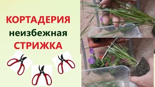 ПАМПАСНАЯ ТРАВА, КОРТАДЕРИЯ, -  НЕИЗБЕЖНАЯ ТРЕТЬЯ СТРИЖКА., ЦВЕТЕНИЕ МАТОЧНИКОВ.