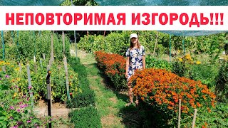 Живая супер - изгородь. Неприхотливый, сильный красивый яркий Гелениум гибридный