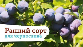 «Синильга» — лучший сорт сливы для чернослива!