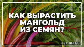 Как вырастить мангольд из семян? | toNature.Info