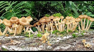 ГРИБЫ на даче. Опенок и Вешенка. Часть 2. Грибы на пнях
