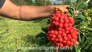Рябина сорт АЛАЯ КРУПНАЯ. Самый крупноплодный сорт сладкоплодной рябины.