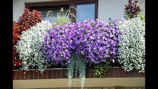 Особенности сорта «Блу белл»