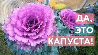 Декоративная капуста Осака: осенняя питерская "роза". Выращивание, уход, защита от гусениц и улиток