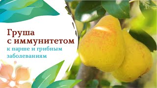 Волшебная груша «Флейта»