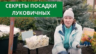 СУПЕР СПОСОБ ПОДСАДКИ ЛУКОВИЧНЫХ! ЛИЛИИ, РЯБЧИКИ, НАРЦИССЫ,  ТЮЛЬПАНЫ И КРОКУСЫ.