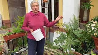Не покупайте семена бамии