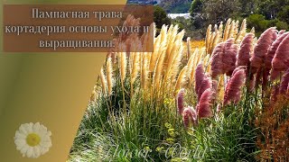 Пампасная трава Кортадерия основы ухода и выращивания.