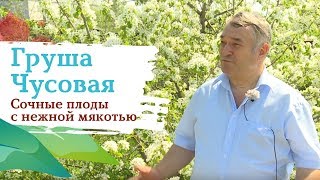 Груша Чусовая