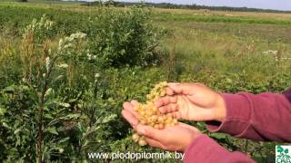 Смородина белая сорта Смольяниновская и Виксне белая