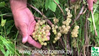 Смородина Белая Смольяниновой (Смольяниновская). Один из самых урожайных сортов смородины белой.
