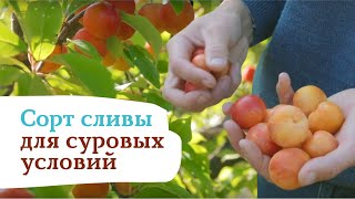 Восхитительная слива Веста