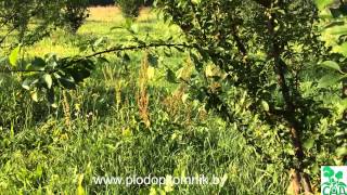Алыча сорт Ветразь-2