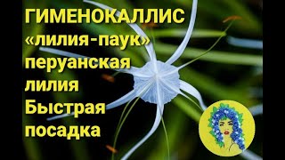 Гименокаллис "лилия паук" как посадить, как выращивать. Перуанская лилия тонкости ухода за растением