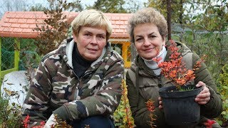 Осенние кустарники  Барбарисы из семян!