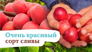 Оригинальная слива «Дудука»