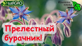 Азбука сидератов. Ч. 9. Бурачник (бораго, огуречная трава) - большая польза растения для участка.