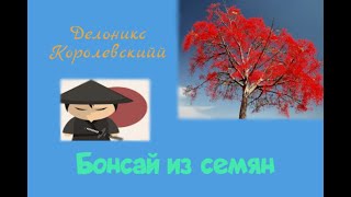 Бонсай из семян. Делоникс Королевский или огненное дерево Сотворить новые ветви.