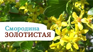 СМОРОДИНА ЗОЛОТИСТАЯ. ДУЭТ КРАСОТЫ И ВКУСА