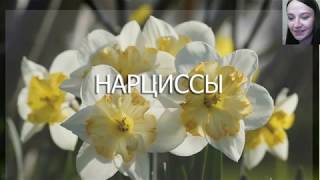 Вебинар "Нарциссы"