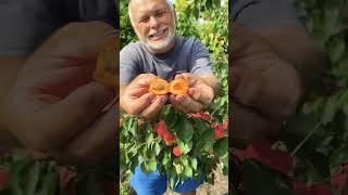 О вкусе не спорят! Саратовский Рубин-эталон вкуса! #shorts #абрикосы #сад @SadyRossii