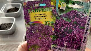 ГЕЛИОТРОП посев, особенности, опыт и советы от Анжелики