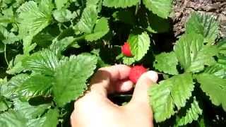 Семья Бровченко. Как выглядит декоративная клубника.