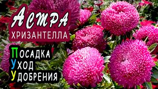 Астра Хризантелла Тропикана. Цветение, уход