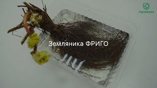 Земляника Фриго