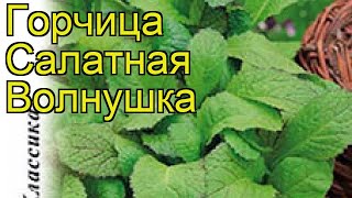 Горчица салатная Волнушка. Краткий обзор, описание характеристик, где купить семена sinápis