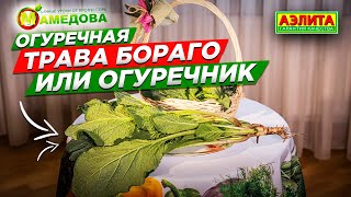 Огуречная трава БОРАГО. Что это и как выращивать огуречник. Вкусные и полезные рецепты