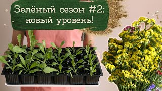 Зелёный сезон #2 - Статица и Васильки | Masherisha