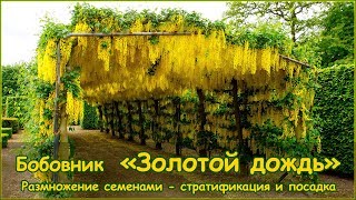 Золотой дождь - размножение семенами бобовника - стратификация и посадка