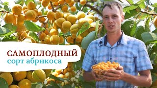 Зимостойкий самоплодный абрикос Горный Абакан
