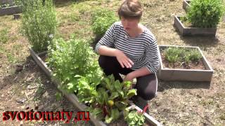 Мангольд или листовая свекла – полезные свойства