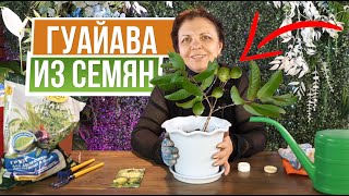 Посадите этот тропический фрукт дома  ❦ Гуайава из семян ❦  Гуава фрукт
