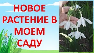 АЦИДАНТЕРА - ДУШИСТЫЙ ГЛАДИОЛУС. Как выращивать ацидантеру.