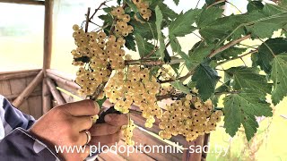 Смородина белая Ютерборгская описание сорта, плодоношение в питомнике растений.