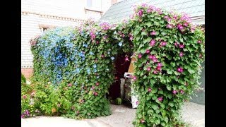 Кобея. Выращивание из семян. Проращивание. Всходы. Растениям 10 дней.