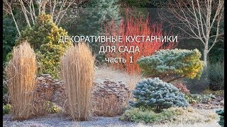 Вебинар "Декоративные кустарники. Часть 1"