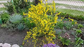 Посмотрите как цветёт ракитник. Cytisus .