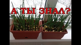 ЛУК на ПЕРО: секреты хорошего урожая зелени!